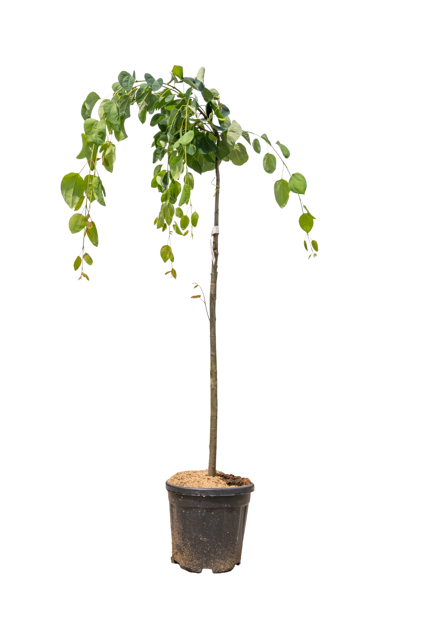 Treur goudenregen | Laburnum alpinum 'Pendulum'