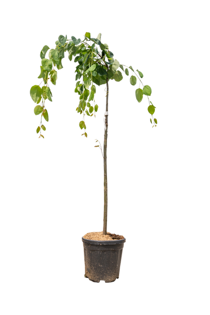 Treur goudenregen | Laburnum alpinum 'Pendulum'