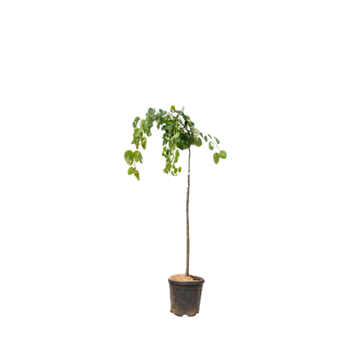 Treur goudenregen | Laburnum alpinum 'Pendulum'