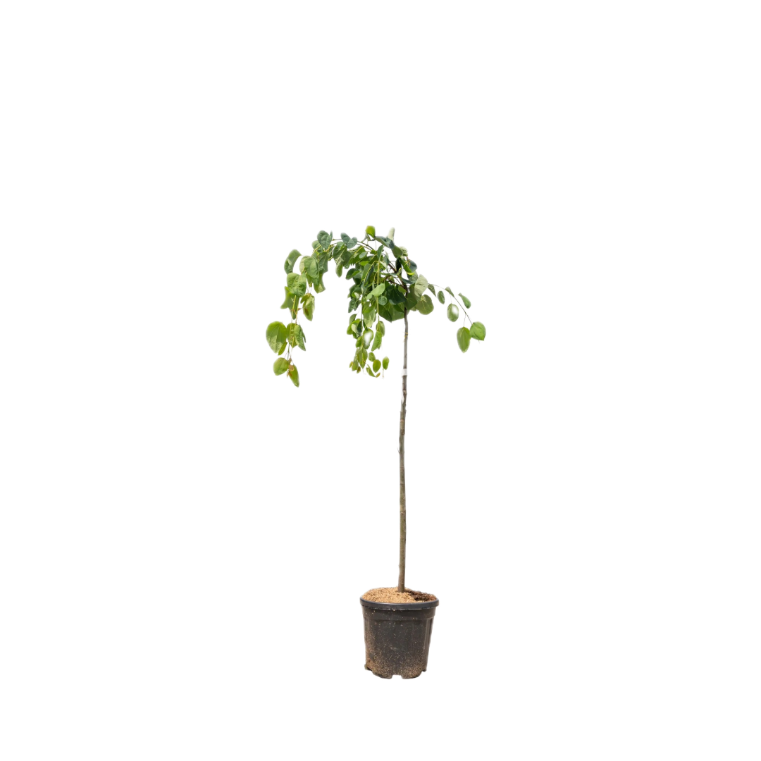 Treur goudenregen | Laburnum alpinum 'Pendulum'