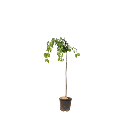 Treur goudenregen | Laburnum alpinum 'Pendulum'