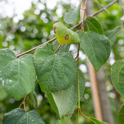 Katsuraboom | Cercidiphyllum japonicum