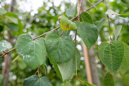 Katsuraboom | Cercidiphyllum japonicum