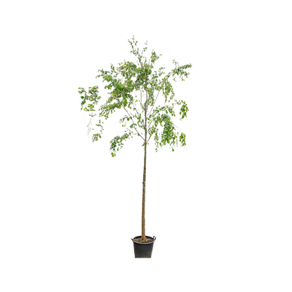 Katsuraboom | Cercidiphyllum japonicum