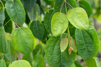 Treur goudenregen | Laburnum alpinum 'Pendulum'