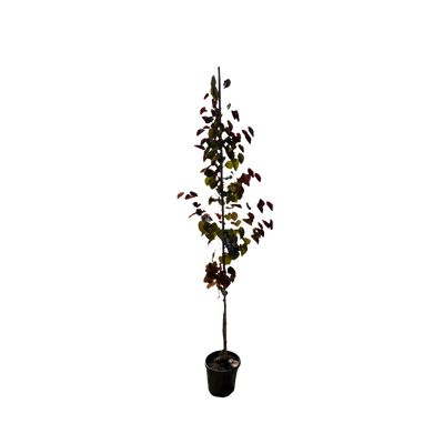 Amerikaanse Judasboom | Cercis canadensis 'Black Pearl' (Ace of Spades)