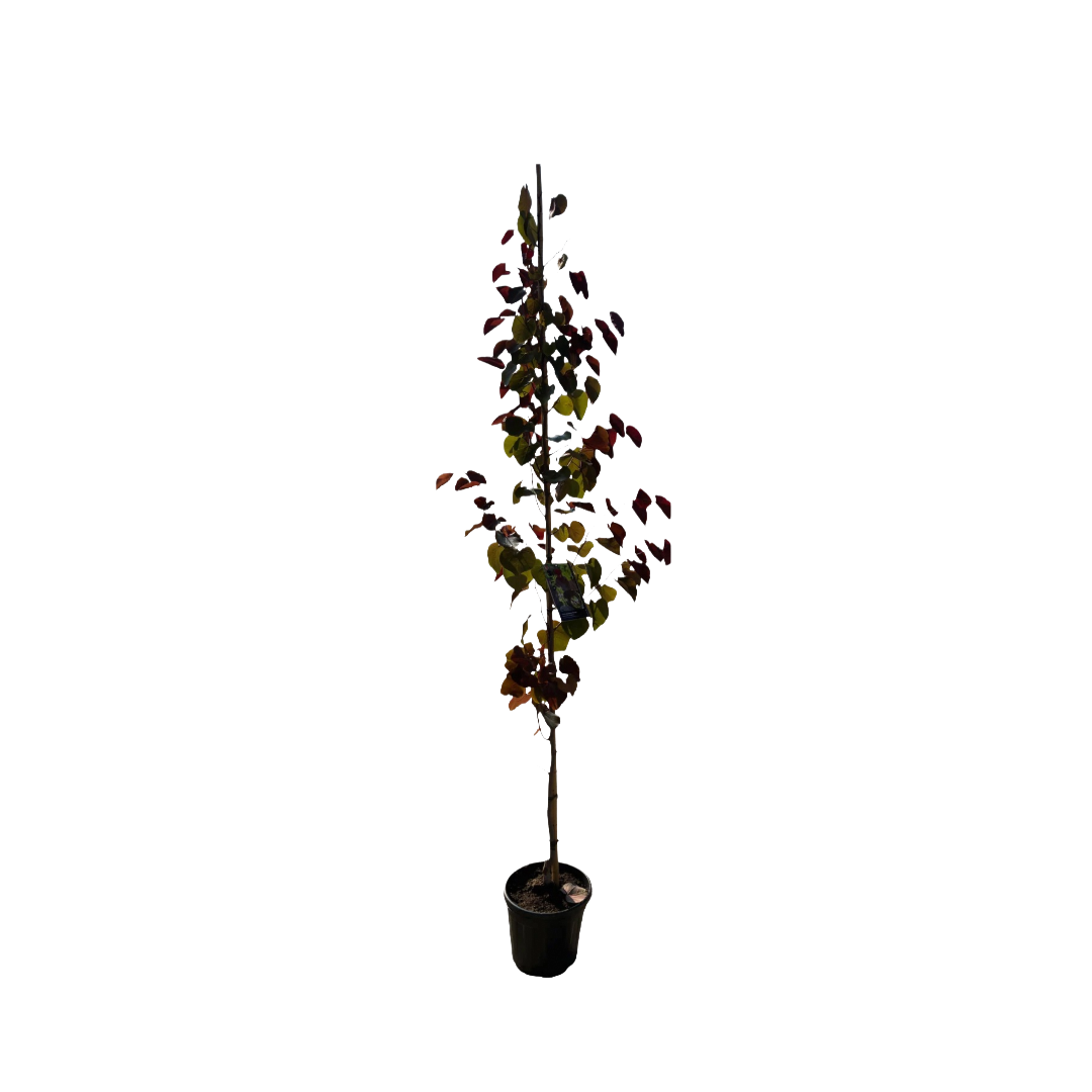 Amerikaanse Judasboom | Cercis canadensis 'Black Pearl' (Ace of Spades)