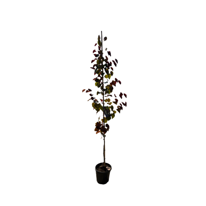 Amerikaanse Judasboom | Cercis canadensis 'Black Pearl' (Ace of Spades)