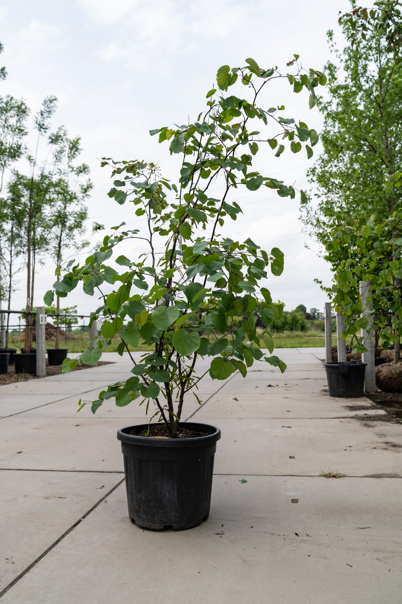 Amerikaanse Judasboom | Cercis canadensis