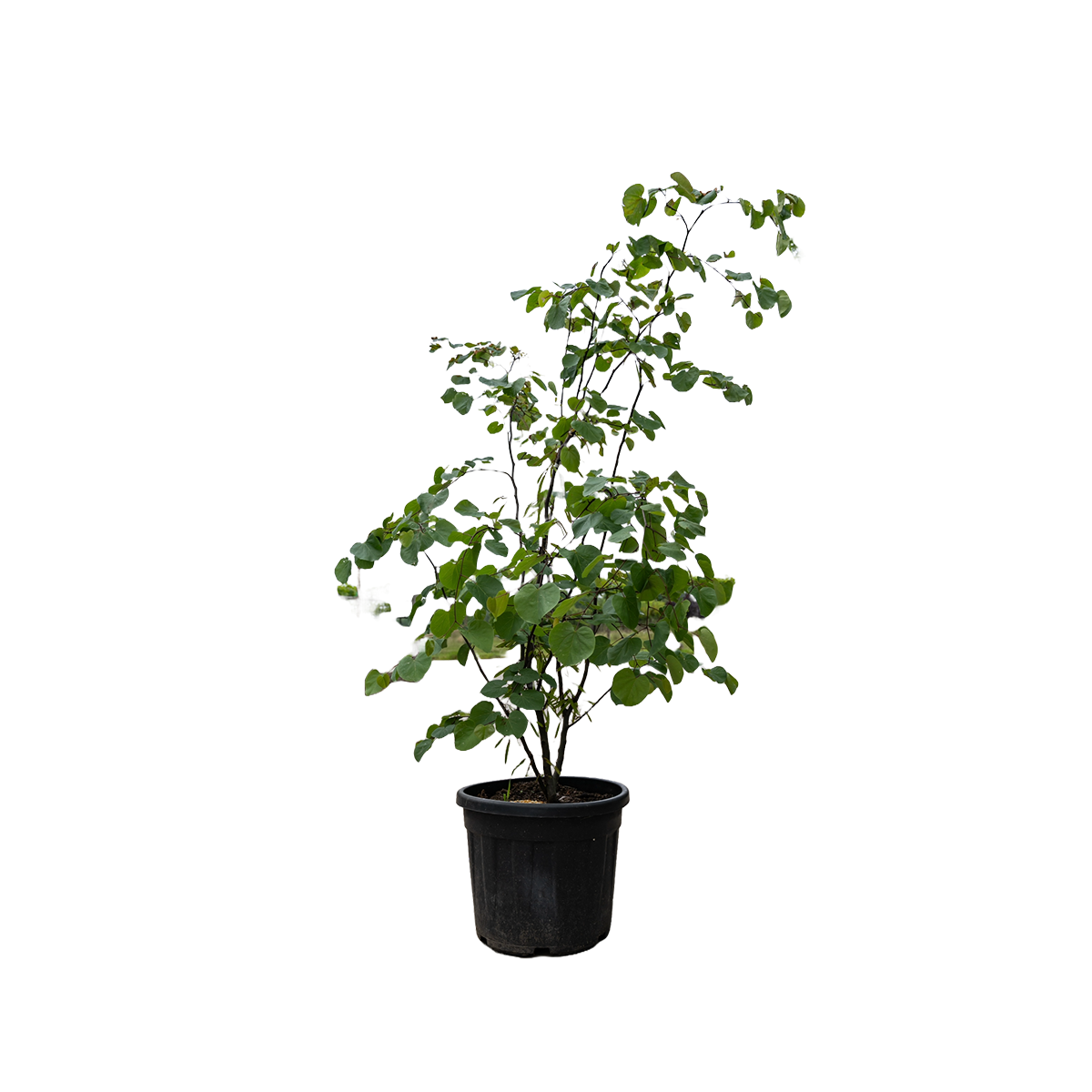Amerikaanse Judasboom | Cercis canadensis