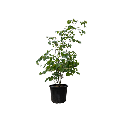 Amerikaanse Judasboom | Cercis canadensis