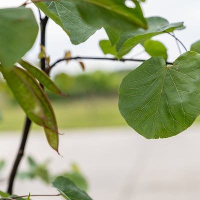 Amerikaanse Judasboom | Cercis canadensis