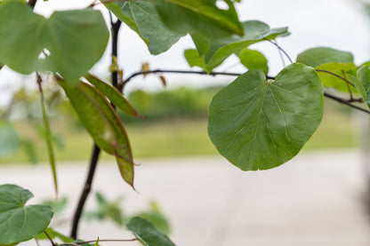 Amerikaanse Judasboom | Cercis canadensis