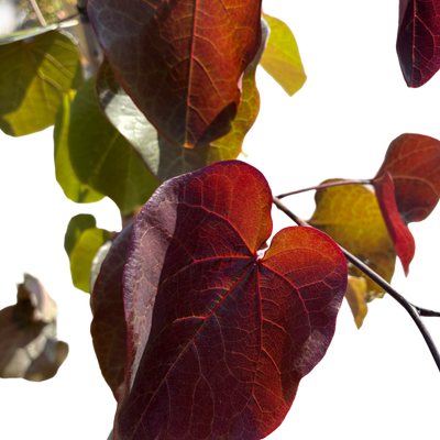 Amerikaanse Judasboom | Cercis canadensis 'Black Pearl' (Ace of Spades)