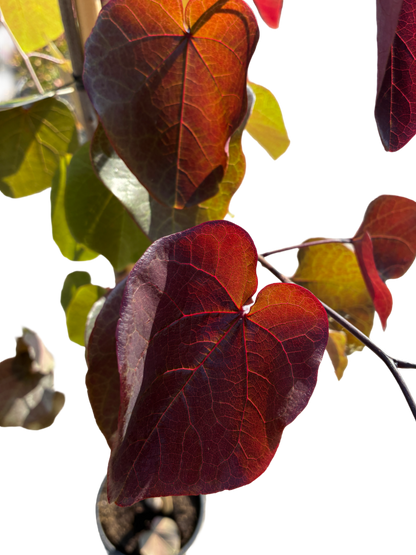 Amerikaanse Judasboom | Cercis canadensis 'Black Pearl' (Ace of Spades)