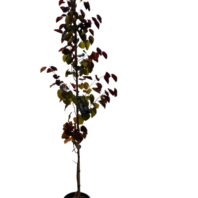 Amerikaanse Judasboom | Cercis canadensis 'Black Pearl' (Ace of Spades)