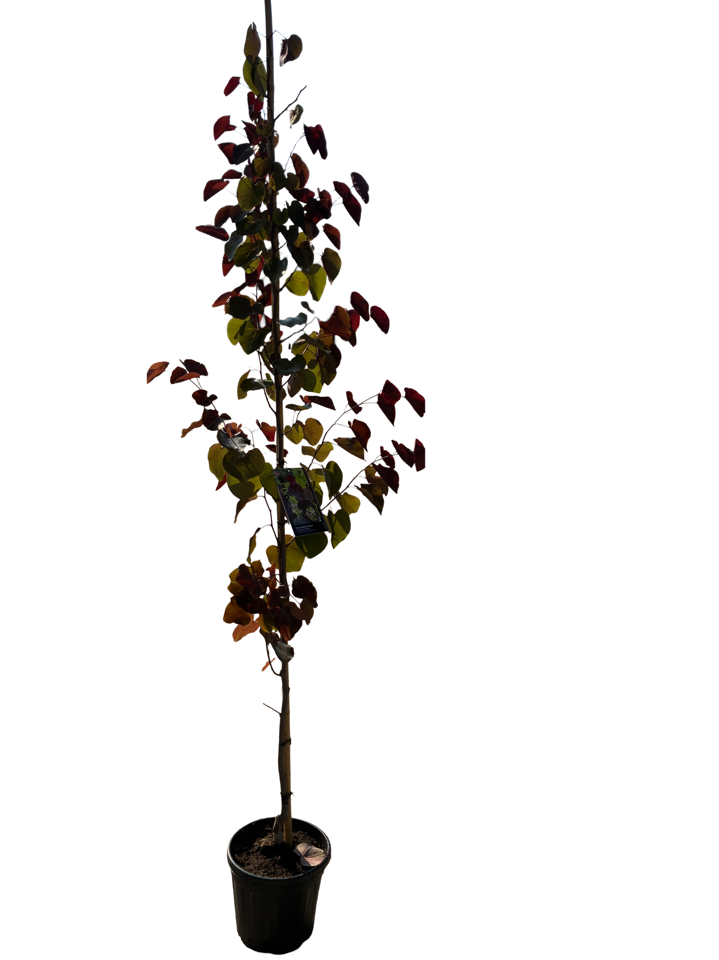 Amerikaanse Judasboom | Cercis canadensis 'Black Pearl' (Ace of Spades)