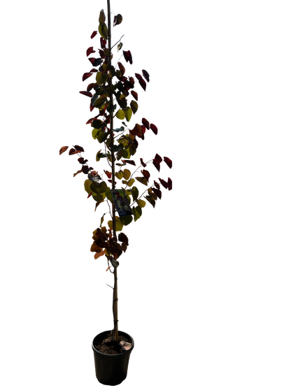 Amerikaanse Judasboom | Cercis canadensis 'Black Pearl' (Ace of Spades)