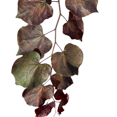 Amerikaanse Judasboom | Cercis canadensis 'Forest Pansy'