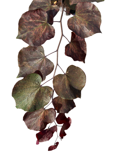 Amerikaanse Judasboom | Cercis canadensis 'Forest Pansy'