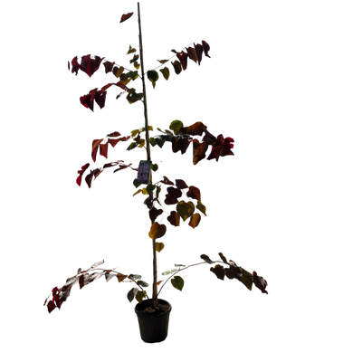 Amerikaanse Judasboom | Cercis canadensis 'Forest Pansy'