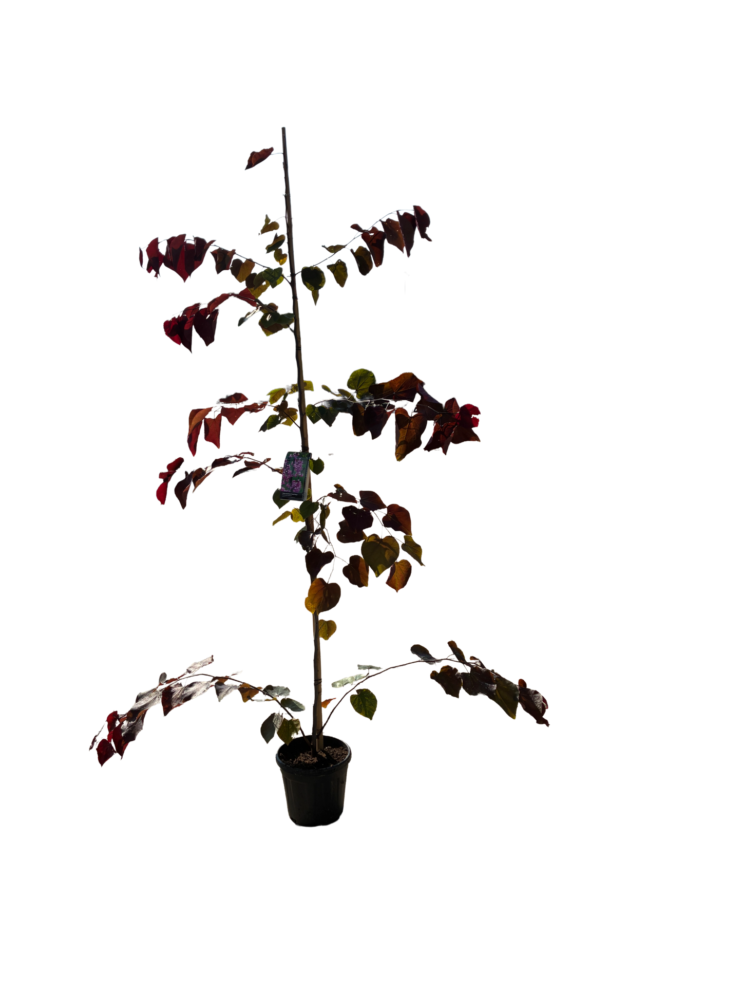 Amerikaanse Judasboom | Cercis canadensis 'Forest Pansy'