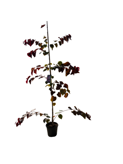 Amerikaanse Judasboom | Cercis canadensis 'Forest Pansy'