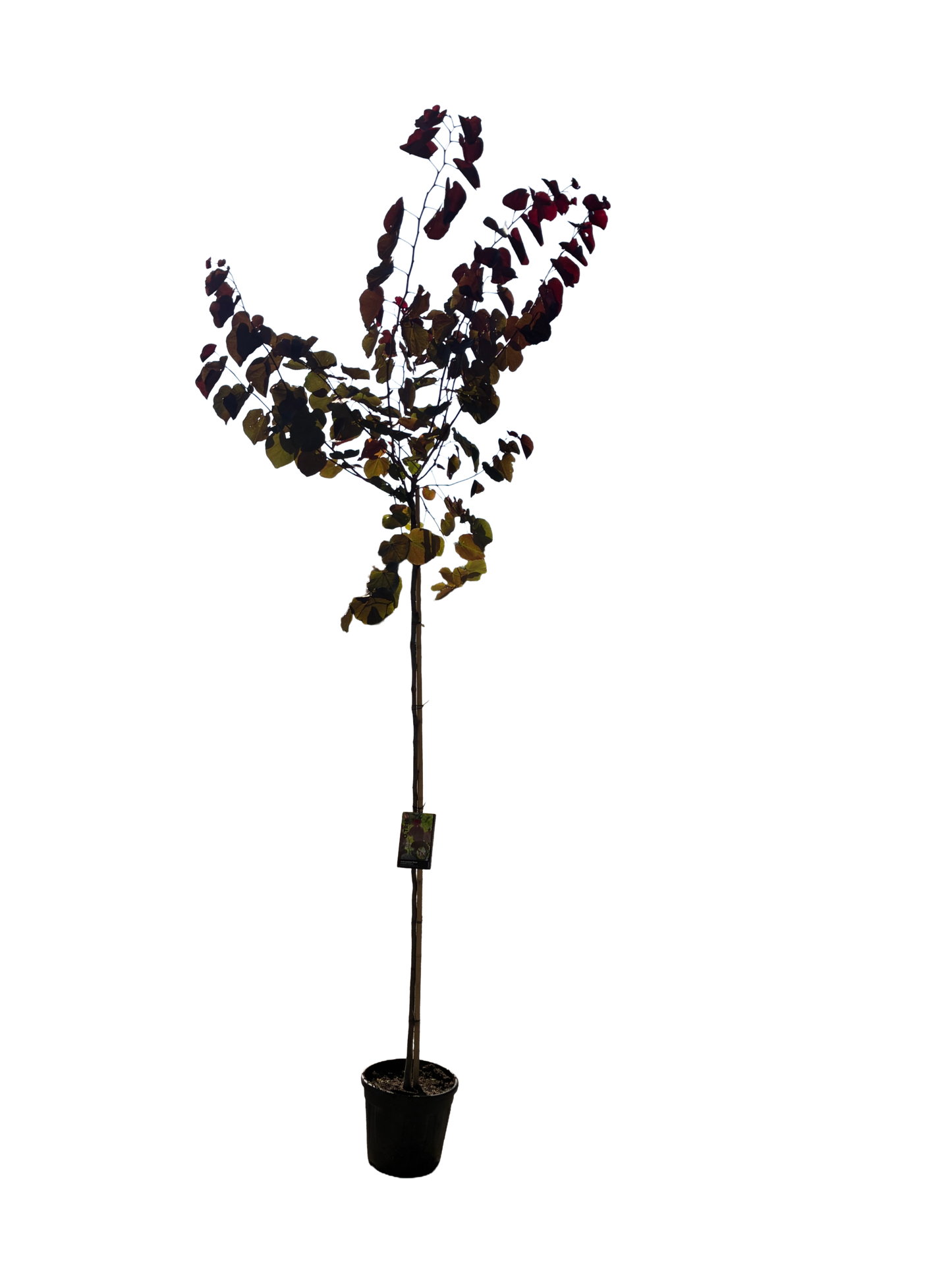 Amerikaanse Judasboom | Cercis canadensis 'Merlot'