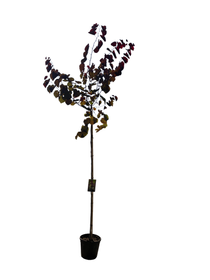 Amerikaanse Judasboom | Cercis canadensis 'Merlot'