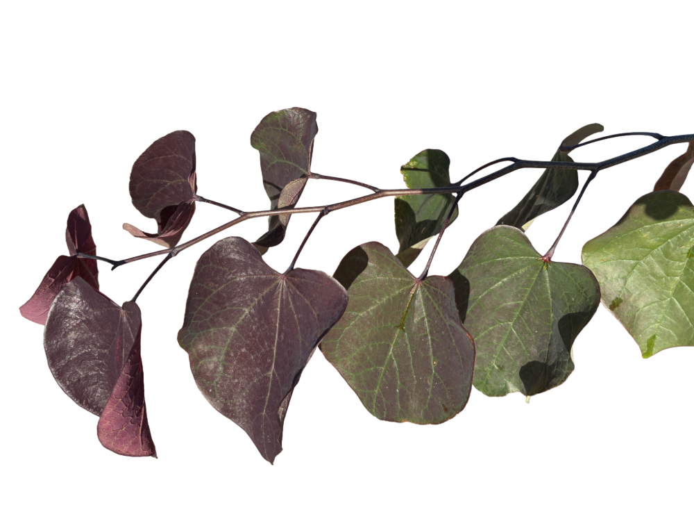 Amerikaanse Judasboom | Cercis canadensis 'Merlot'