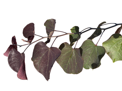 Amerikaanse Judasboom | Cercis canadensis 'Merlot'