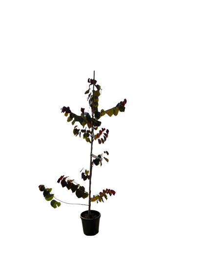 Amerikaanse Judasboom | Cercis canadensis 'Merlot'