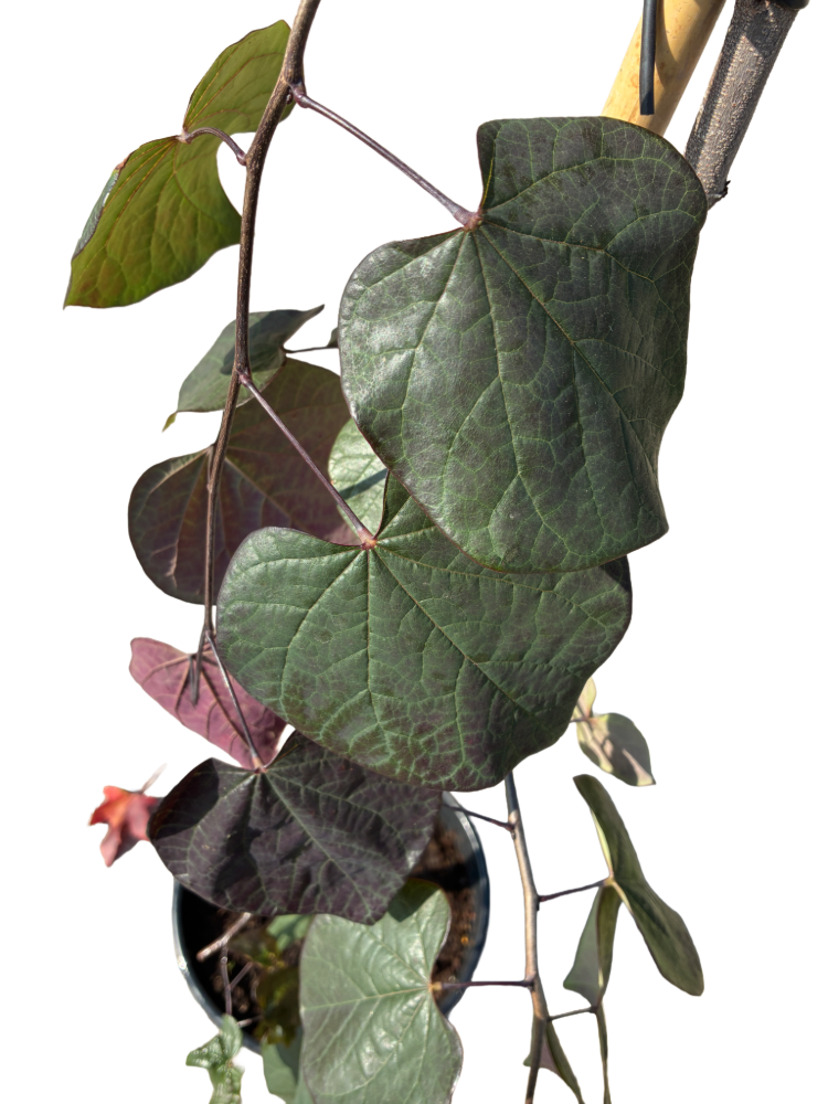 Amerikaanse Judasboom | Cercis canadensis 'Ruby Falls'