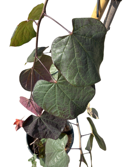 Amerikaanse Judasboom | Cercis canadensis 'Ruby Falls'