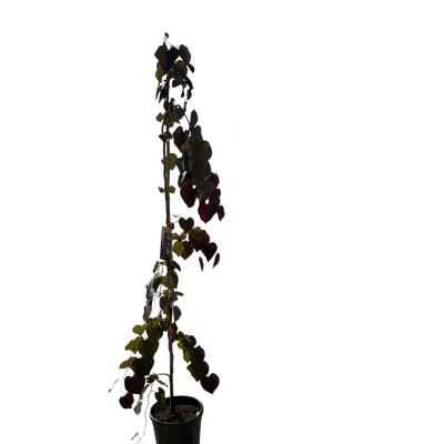 Amerikaanse Judasboom | Cercis canadensis 'Ruby Falls'