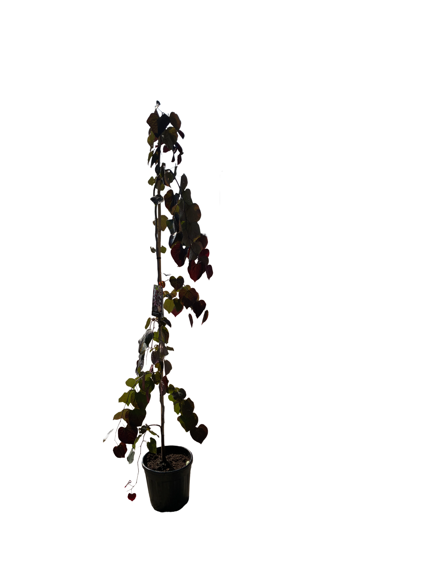 Amerikaanse Judasboom | Cercis canadensis 'Ruby Falls'