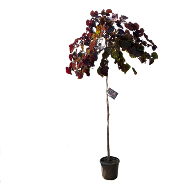 Amerikaanse Judasboom | Cercis canadensis 'Ruby Falls'