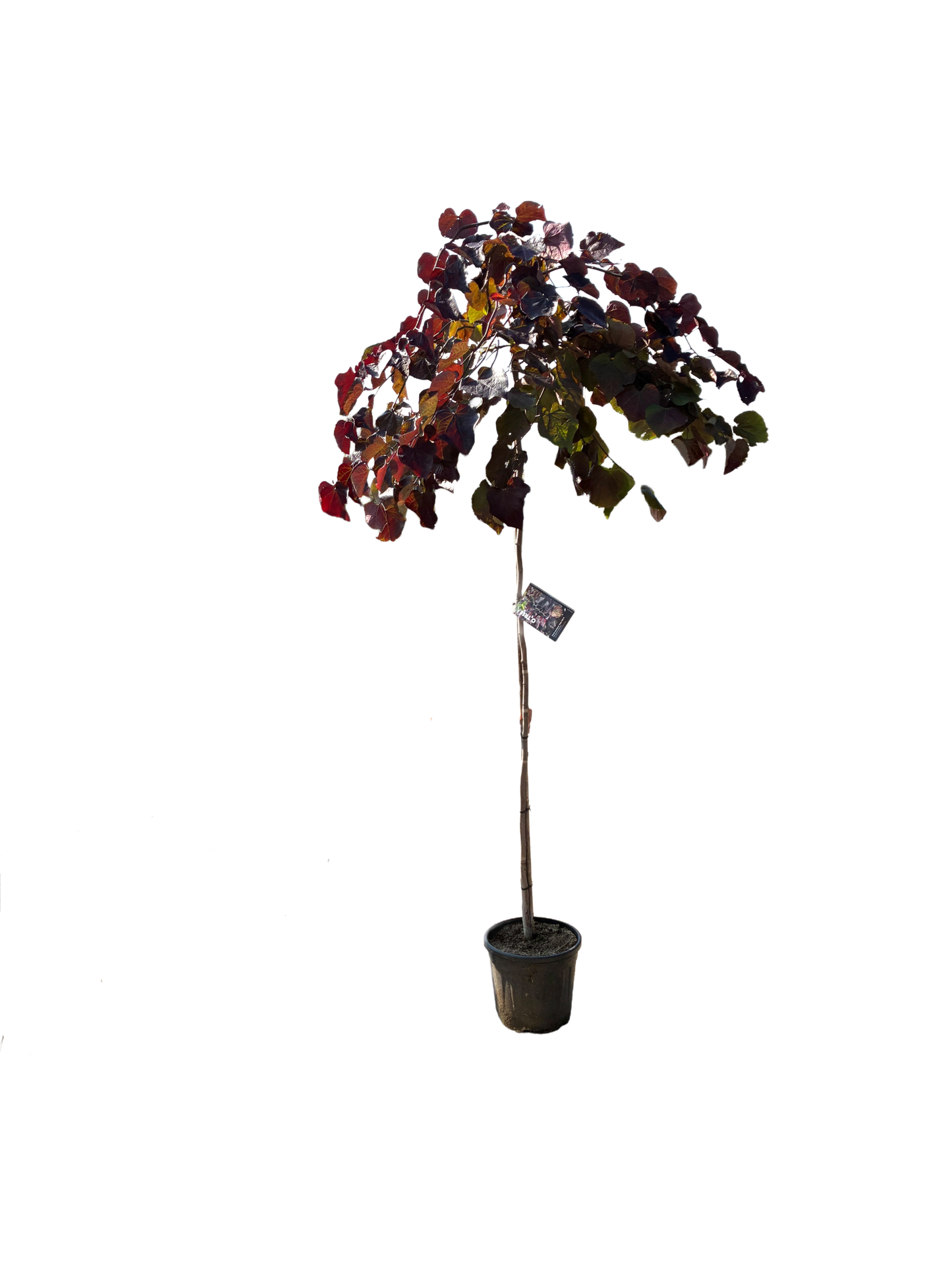 Amerikaanse Judasboom | Cercis canadensis 'Ruby Falls'