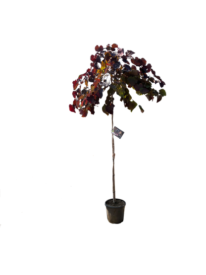 Amerikaanse Judasboom | Cercis canadensis 'Ruby Falls'