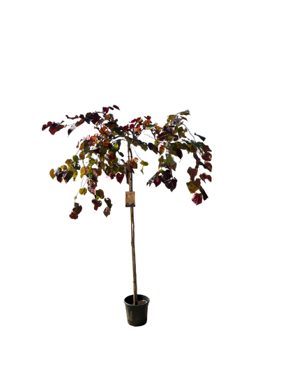 Amerikaanse Judasboom | Cercis canadensis 'Ruby Falls'