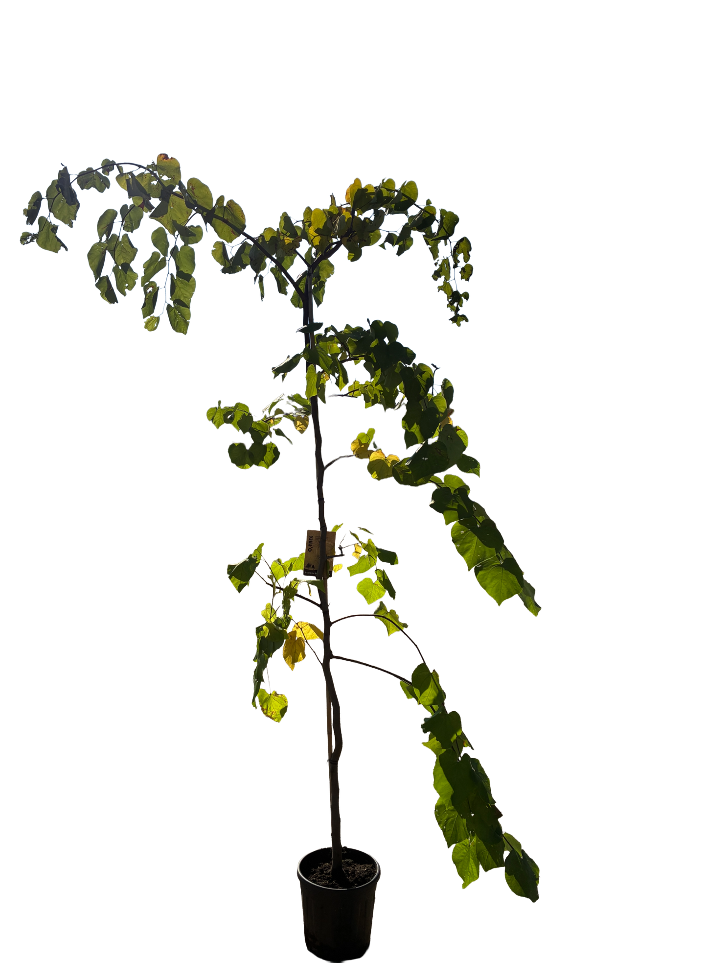 Amerikaanse Judasboom | Cercis canadensis 'Vanilla Twist'