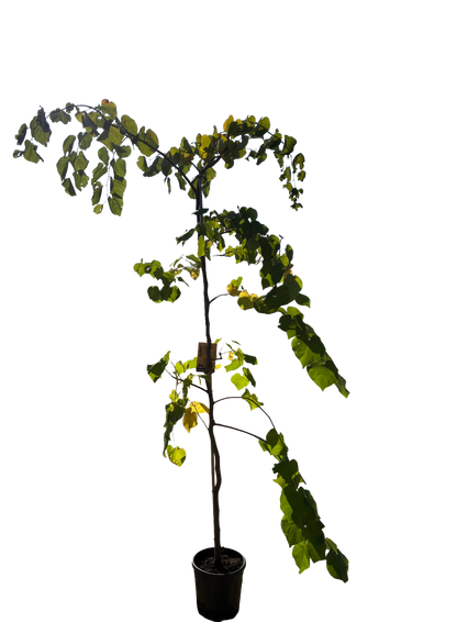 Amerikaanse Judasboom | Cercis canadensis 'Vanilla Twist'