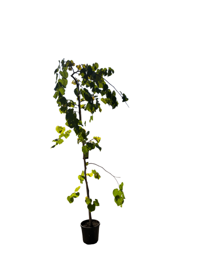 Amerikaanse Judasboom | Cercis canadensis 'Vanilla Twist'