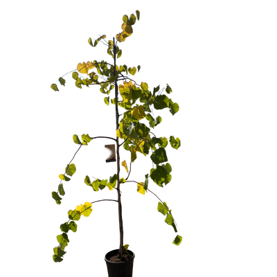 Amerikaanse Judasboom | Cercis canadensis 'Vanilla Twist'