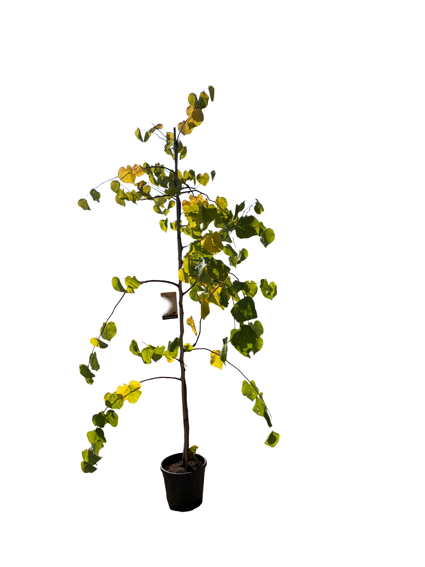 Amerikaanse Judasboom | Cercis canadensis 'Vanilla Twist'