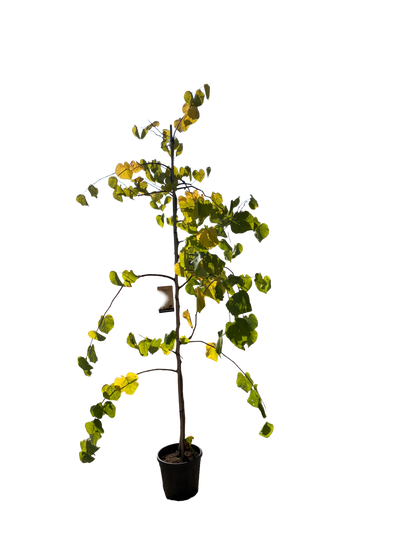 Amerikaanse Judasboom | Cercis canadensis 'Vanilla Twist'