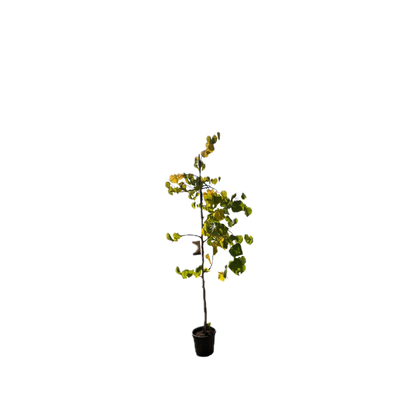 Amerikaanse Judasboom | Cercis canadensis 'Vanilla Twist'