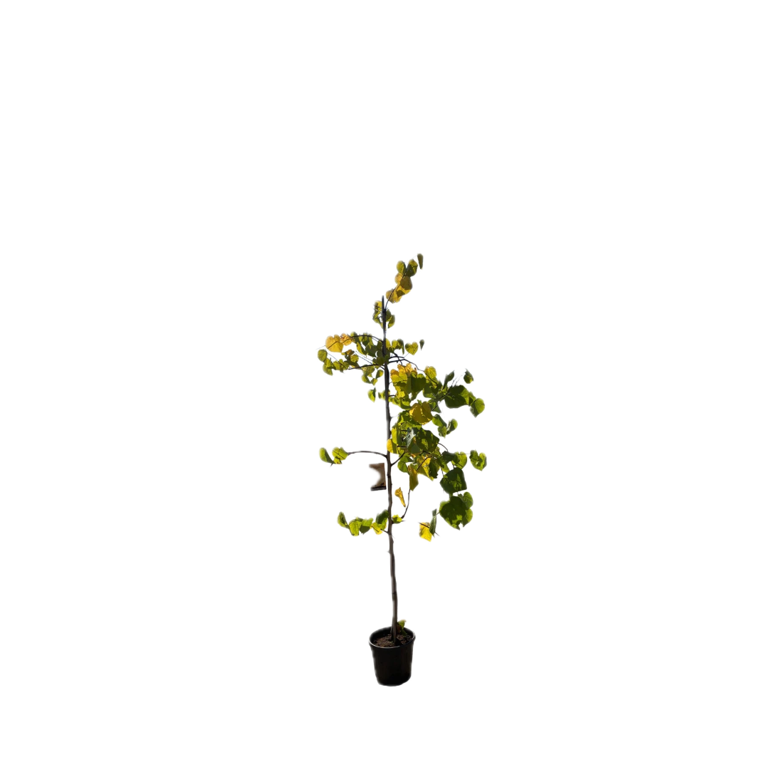 Amerikaanse Judasboom | Cercis canadensis 'Vanilla Twist'