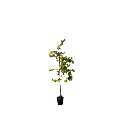 Amerikaanse Judasboom | Cercis canadensis 'Vanilla Twist'