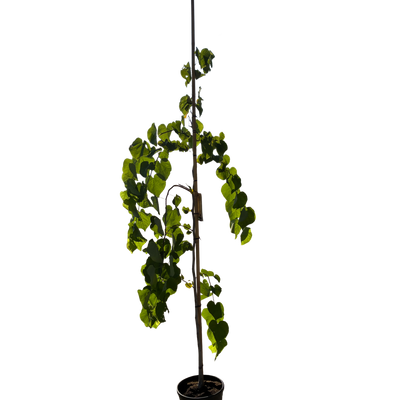 Amerikaanse Judasboom | Cercis canadensis 'Vanilla Twist'